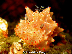 Nudi by Nautilus King 